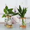Garrafa Ecológica de Vidro Borossilicato para Plantas Hidropônicas Vaso Micro Paisagem Aquática Enfeites Hidropônicos Garrafa de Planta Garrafa Ecológica