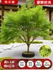 Venta al por mayor Plántulas de Arce Rojo Japonés Cuatro Estaciones Wumei Rojo Plantación en Suelo de Patio Árboles Grandes Resistentes al Frío Plantas de Forestación para Exteriores Viento