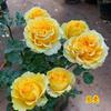 Dropshipping Pirulito Toco de Árvore Rosa Mudas de Flores Extra Grandes Flor Perfumada em Vaso Rosa Árvore Varanda Pátio Flores