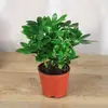 Árvore da Prosperidade Sempre-Viva, Madeira Pata de Pato, Planta Verde para Interior, Varanda, Mesa, Planta em Vaso com Flores, Árvore da Fortuna