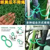 Suporte para Costela de Adão Suporte para Monstera Estrutura de suporte para flores Clipe de fechamento de galhos Fixação de galhos e caules Fixação de flores em bambu verde