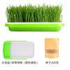 Hierba para Gatos Hidropónica Set de Plantación de Semillas de Hierba para Gatos Crema Depilatoria para Gatos Bola Depilatoria Semillas de Hierba para Gatos Snacks para Gatos Catnip