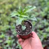 Mudas Coloridas de Pimenta em Vaso São Comestíveis e Ornamentais, Mudas de Pimenta Coloridas e Levemente Picantes São de Alta Produtividade e Podem Ser Plantadas em Massa por Pessoas Preguiçosas em Todas as Estações