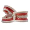 Modelo dental modelo dental Modelo dental Modelo dental enseñanza dentadura jardín de infantes práctica de cepillado modelo oral