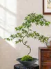 Bonsái de Arce de Agua Corriente con Forma Planta Verde Purificadora de Aire Adorno Decorativo Estilo Zen Chino para Sala de Estar Fácil de Cultivar para Principiantes Bonsái