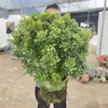 Plántulas de flores de Milán, flores de interior en maceta, plantas verdes para balcón y patio, florecen en todas las estaciones, fragancia fuerte, plantas repelentes de mosquitos, plantas maduras