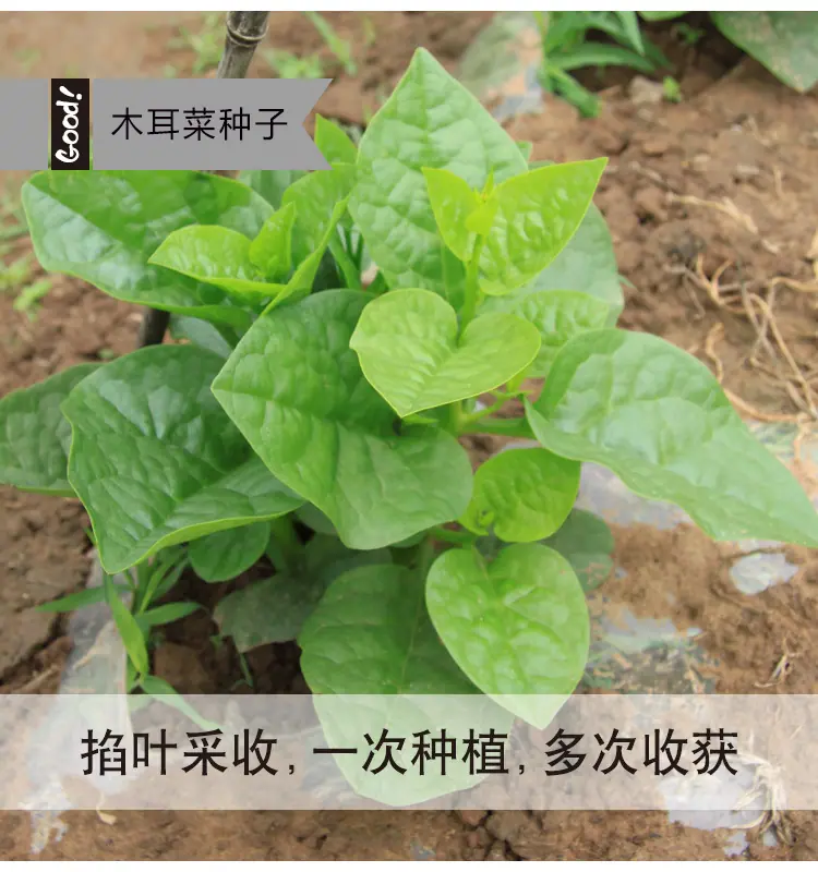 木耳菜03-3