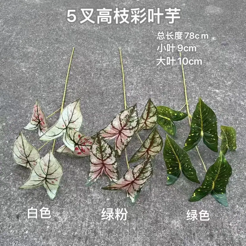 高枝彩芋叶 (1).jpg