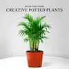 Palmeira Anã de Coco Pequena Planta em Vaso Desktop de Escritório Planta Verde Planta de Interior em Vaso Atrai Riqueza Quatro Estações Fácil de Cuidar Rico Coco Pequeno Bonsai