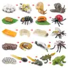Juguete modelo de animal pequeño simulación ciclo de vida crecimiento rana tortuga pollo Montessori material didáctico preescolar venta al por mayor
