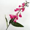 Venda Direta da Fábrica xiaowutong flor artificial feita à mão Decoração de Casa B&B casamento decoração de caminho de casamento flor artificial atacado