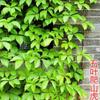 Plántulas Grandes de Enredaderas Trepadoras, Plantas Trepadoras, Enredaderas para Pared, Enredaderas Largas para Patio y Balcón Macetas, Otoño Rojo Cuatro Estaciones Cinco Hojas Resistente al Frío