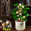 Dropshipping Árbol Bodhi en Maceta Bonsái Bodhi Pequeño con Fruto Adornos de Escritorio Zen Chino Interior Creativo Bueno