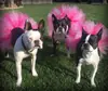 Disfraz Europeo y Americano para Mascota Color Block Oso Salsa Falda Fiesta de Gato Fiesta Disfraz Perro Día de Halloween Falda Salsa