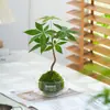Plantas Verdes São Proibidas no Escritório. Ansiedade é Proibida. Bolas de Musgo Penacho de Primavera, Plantas de Dinheiro em Vasos, Flores Purificadoras de Ar, Fácil de Manter