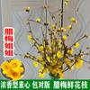 Dropshipping Flor de Invierno Hermana Cera Ciruela Roja Flores Cortadas Frescas Ramas Frescas Flores Cultivadas en Agua Magnolia de Aroma Fuerte con Capullos