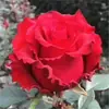 Mudas de Rosas Multicores Enxertadas, Plantas em Vasos Que Florescem o Ano Todo, Flores Grandes, Perfumadas, Adequadas para Uso Interno e Externo, Plantas Verdes, Mudas de Rosas