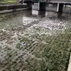 Tapetes de Plantación Suministrados Directamente, Tapetes de Césped para Plantas Acuáticas, Tapetes de Césped para lecho de Río Ecológico Artificial de Bosque Submarino