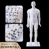 Modelo de acupuntura humana de alta definición de 85CM modelo óseo muscular visceral modelo de punto de acupuntura de meridiano de medicina tradicional china modelo de bronce
