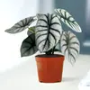 Rinoceronte Blanco Alocasia Estilo Nórdico ins Influencer planta tropical interior oficina escritorio planta verde de bajo mantenimiento planta pequeña en maceta