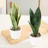 Planta Hypoxis em Vaso com Folhas Altas, Nervuras Prateadas, Pernas Longas, Folhas Verdes, Planta em Vaso Simulada, Sala de Estar Interna, Escritório Fabricante Atacado