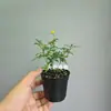 Rosa Japonesa com Botões Planta Verde Envasada para Floração o Ano Todo em Peitoril de Janela ou Varanda