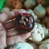 Sândalo Vermelho de Folhas Pequenas, Tudo Corre Bem, Peça de Mão de Caqui, Mesa de Chá de Carro, Enfeites de Madeira Maciça para Sala de Estar, Decorações de Presente