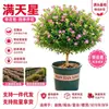 Gipsofila Planta em Vaso Floresce Quatro Estações Planta de Mesa Haste Única com Botões Florais Varanda Pátio Fácil de Cuidar Jardinagem de Engenharia Interior