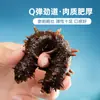 Pepino do Mar de Dalian, Pepino do Mar de Liaoning Pronto para Comer, Mastigável e Firme, Congelado Fresco, Pepino do Mar Pronto para Comer, Distribuição Atacadista