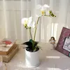 Orquídea Phalaenopsis artificial de dos ramas con hojas, planta pequeña en maceta para decoración de mesa, adecuada para decoración de hogar, estudio, restaurante, hotel y centro comercial, oferta especial