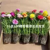 Plántulas de Girasol de Doble Pétalo Inmortales con Raíces y Brotes Enviadas en Maceta Florales Balcón Plantas Verdes Florecientes