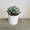 Combinación de Plantas Suculentas Artificiales, Adornos de Plantas Suculentas y Flores, Decoración para el Hogar y la Oficina, Stock Listo para Venta al por Mayor