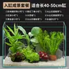 Plantas de Acuario, Decoraciones de Paisajismo con Césped Real, Plantas Aptas para Principiantes, Crisantemo Verde Ciempiés, Plantas de Sombra, Piedra Volcánica, Plantas Verdes Purificadoras de Agua