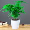 Espárrago Plantas en Maceta Purificación del Aire Interior Oficina Plantas Verdes Flor en Maceta Bonsái Perenne Pequeñas Plantas en Maceta Todo el Año