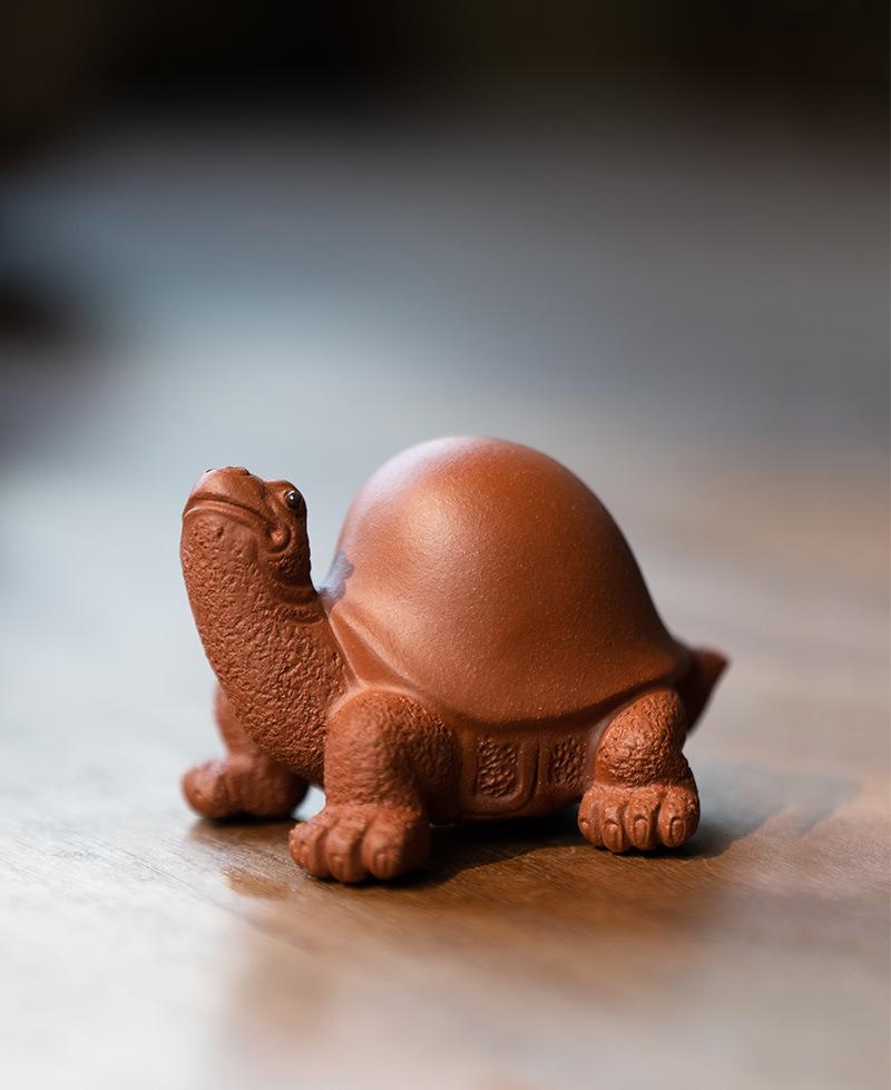 将军龟20210806 (6).jpg