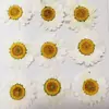 Cristal Branco Crisântemo Girassol Margarida Grande Atacado Flores Secas Gotas de Cola Flor Seca Fábrica Baffer Celular Shell Flor Seca