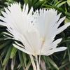 Os fabricantes de flores fornecem diretamente o estilo nórdico decoração casa folhas grandes Venda por atacado natural cattail ventilador folhas de girassol folhas de palmeira