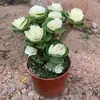 [Compra uno por dos] Planta Suculenta Madera de Dinero Pila Vieja Planta de Interior en Maceta Plantas Verdes para Sala de Estar Florales Fácil de Cultivar Árbol de Dinero