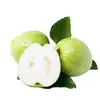 Guayaba Blanca de Corazón de Guangxi, Fruta Fresca de Temporada, Adecuada para Mujeres Embarazadas, Especial para Tiendas de Té de Frutas y Tiendas de Bebidas, Suave, Pegajosa y Dulce
