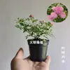 Rosa Japonesa com Botões Planta Verde Envasada para Floração o Ano Todo em Peitoril de Janela ou Varanda