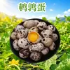 Huevos de Codorniz de Henan Anyang, 50/100 piezas disponibles para entrega, huevos de codorniz frescos de corral, huevos no silvestres, huevos de ave, productos frescos