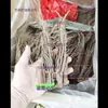 Raiz Inteira de Angélica, Novo Produto, Sem Enxofre, Defumada, Raiz Inteira de Angélica de Gansu, Combinada com Astrágalo para Infusão em Água ou Fazer Sopa, Especificações Completas