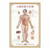 Gráfico de Pontos de Acupuntura dos Meridianos Humanos Grande Cartaz de Parede Padrão de Pé Alta Definição Medicina Chinesa Moxabustão Massagem Massagem Acupuntura Cartaz em Placa KT