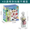 Ventas Directas de Fábrica Modelo del Cuerpo Humano Juguetes para Niños Ciencia Cognitiva Stem Rompecabezas Educativo Ensamblaje de Órganos Estructura Ósea del Esqueleto