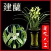 Mudas de orquídea Jianlan Orquídea das quatro estações Su Xin Sete fadas sem botões Fragrância forte Florais para sala de estar Varanda Planta verde Plantas em vasos