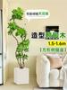 Planta Verde Grande para Sala de Estar con Forma de Pata de Pato, Planta en Maceta de Interior de Fácil Mantenimiento, Planta Verde Perenne de Pie para Oficina para Todas las Estaciones