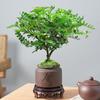 Madera de Pimienta Fragante Maceta Mini Planta Repelente de Mosquitos Flor de Interior Sala de Estar Oficina Escritorio Planta Verde Pequeña Fácil de Mantener