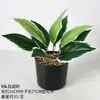 Planta de simulación de hoja de tortuga de 18 cabezas, decoración de hotel y hogar, bonsái, planta verde nórdica en maceta, árbol de simulación.