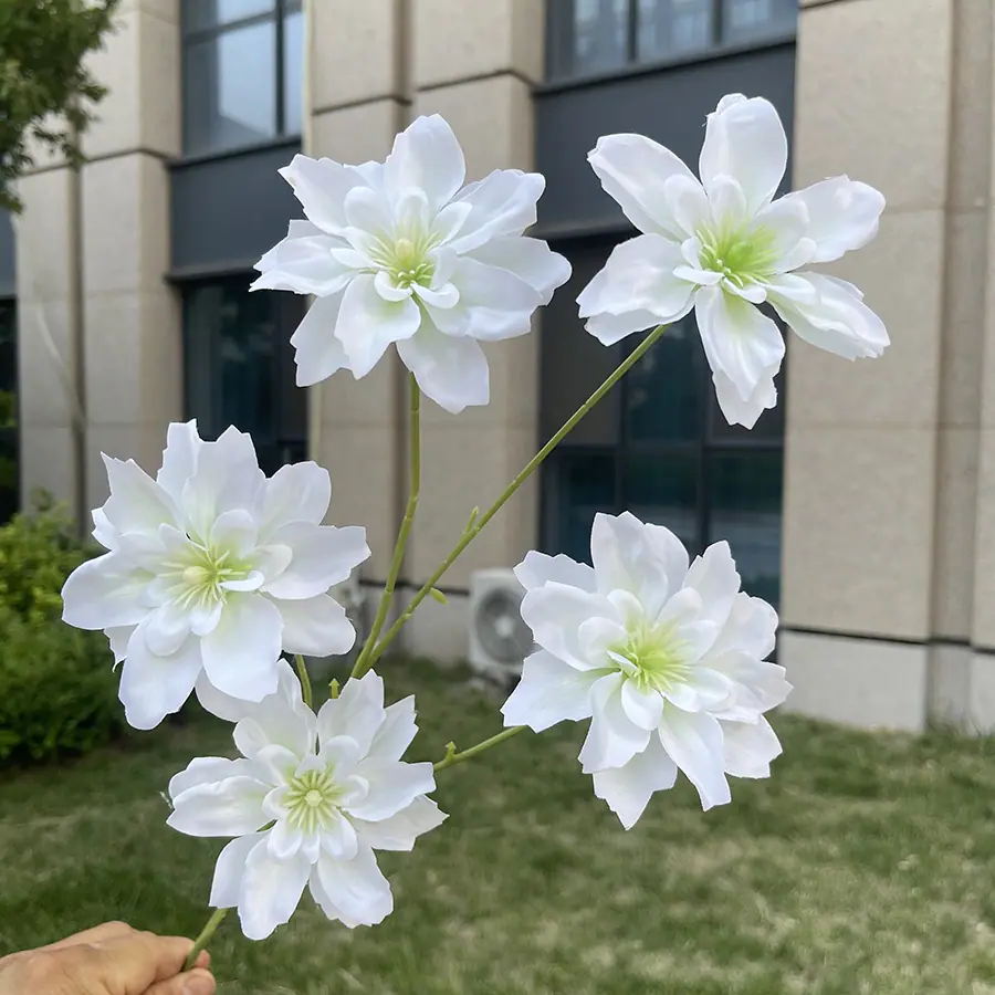 5头海棠花-白色.JPG