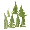 Helechos Secos de Hoja, Helechos de Roca Prensados, Marcadores de Libros Hechos a Mano para DIY, Pinturas Decorativas, Adornos para Marcos de Fotos, Especímenes de Flores Secas Naturales
